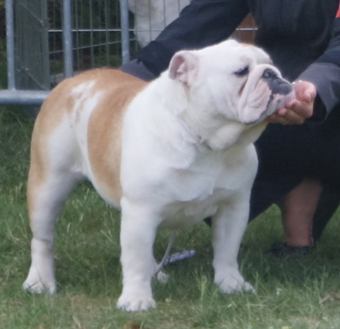 CH. Regina floria Dyskretny urok burzuazji - CAC