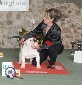 CH. Regina floria Dyskretny urok burzuazji - RCAC