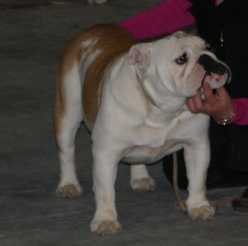 CH. Regina floria Dyskretny urok burzuazji - 4 ème excellent