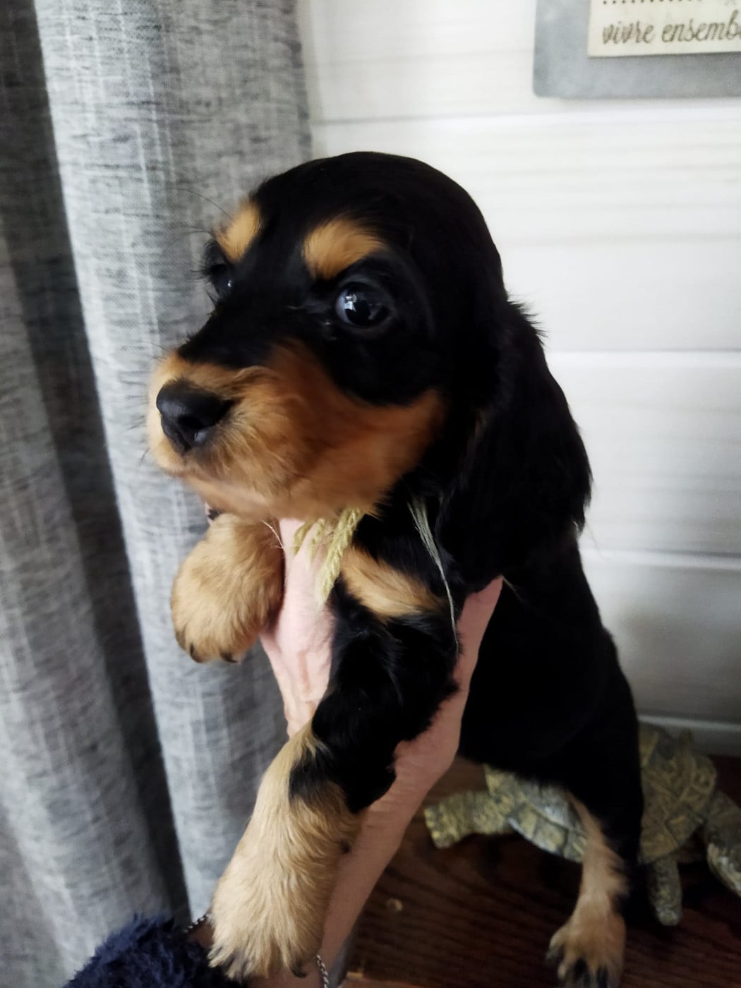 Chiot N°1 - Cocker Spaniel Anglais