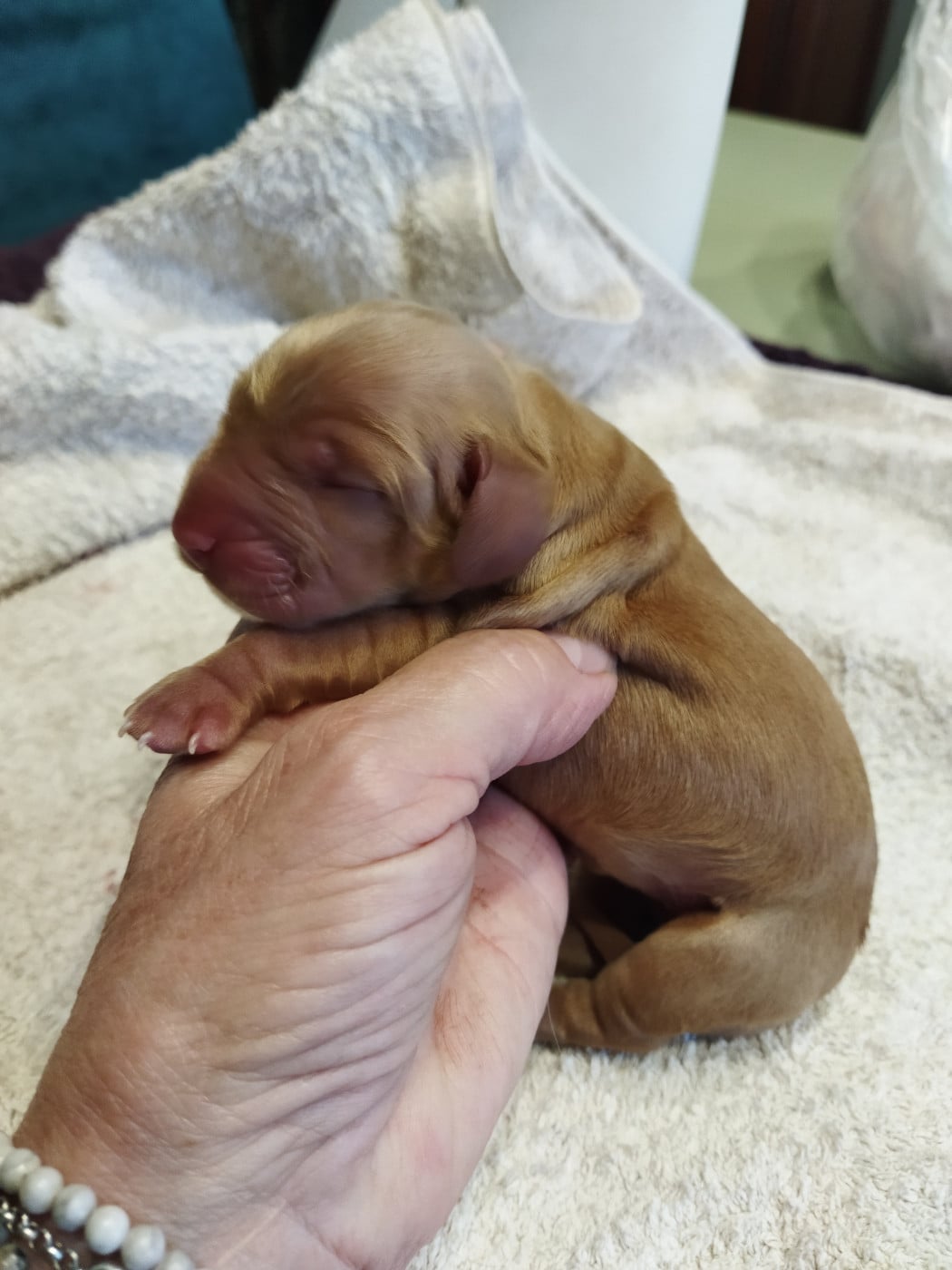 CHIOT 6 - Cocker Spaniel Anglais