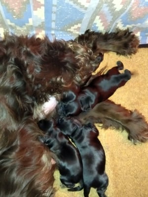 Chiot N°2 - Cocker Spaniel Anglais