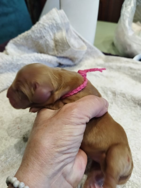Cocker Spaniel Anglais - de la Fin'Amor de Larzaelle