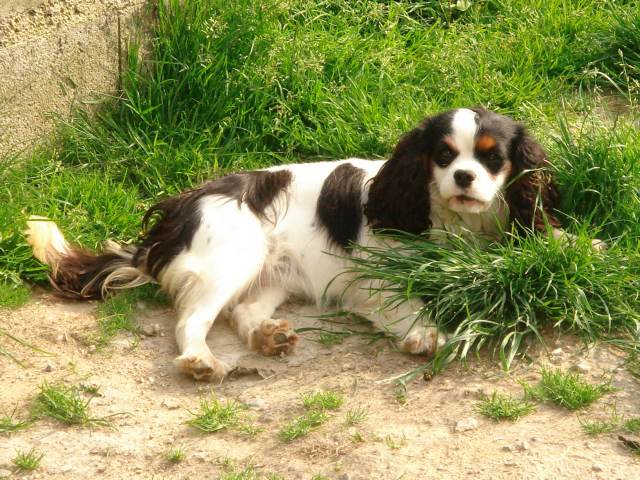 Publication : De la chevauchee des dieux Auteur : KIBOUN