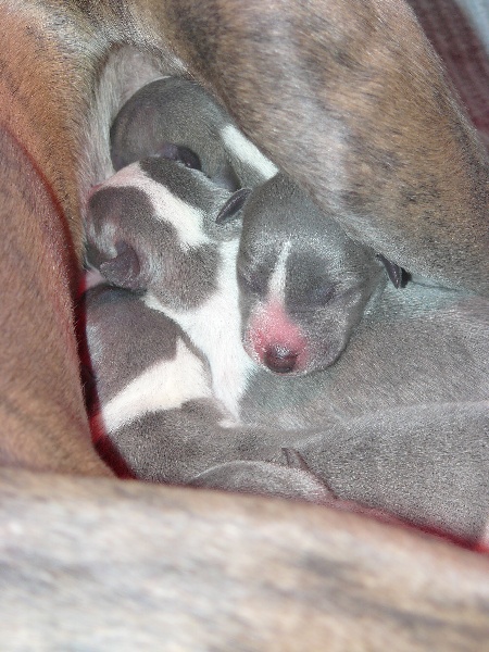 Liza's Dream - Whippet - Portée née le 05/12/2009
