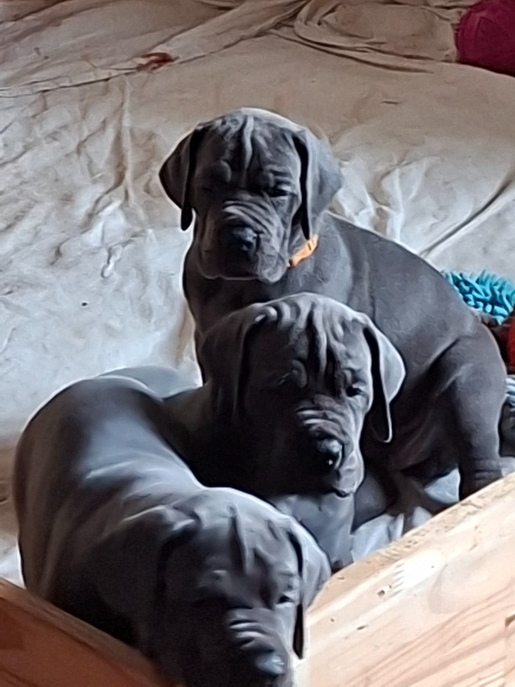 Dogue allemand - du mont Toise