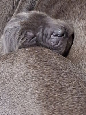 Les chiots de Dogue allemand