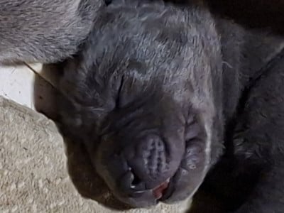 Les chiots de Dogue allemand