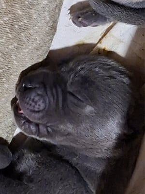 Les chiots de Dogue allemand