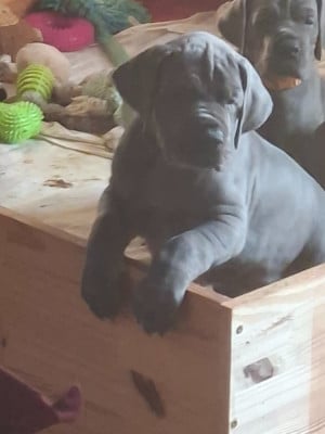 Les chiots de Dogue allemand