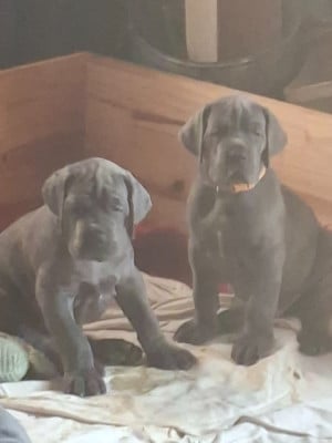 Les chiots de Dogue allemand