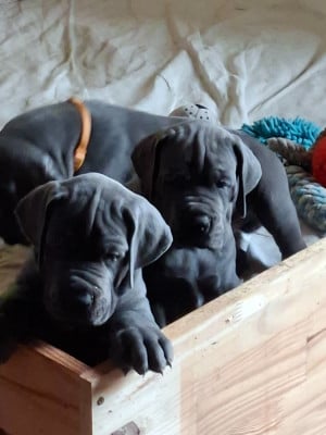 Les chiots de Dogue allemand