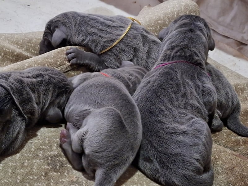Dogue allemand - du mont Toise