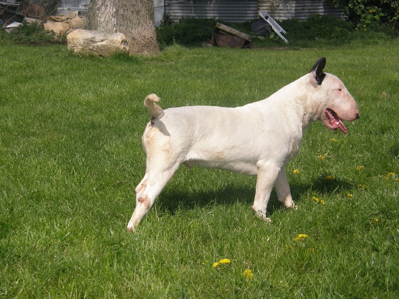 Publication : of the realm of molosses