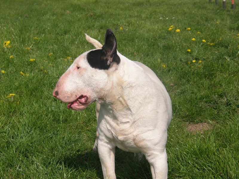 Publication : of the realm of molosses