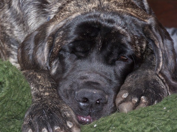 CH. Comtessa von der Villa Graf