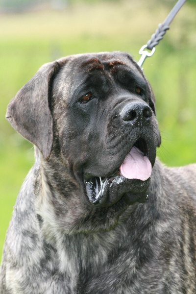 CH. Comtessa von der Villa Graf