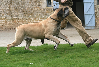 Publication : du Challois