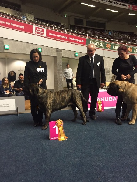 CH. Itchcock von der Villa Graf - Excellent 1, VDH Ch. A., CAC