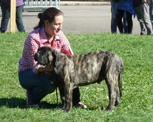 CH. Itchcock von der Villa Graf - Très prometeur 1 - MEILLEUR BEBE de la NE 2013