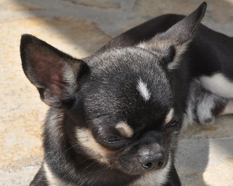 Publication : Des Etoiles D'Artemis