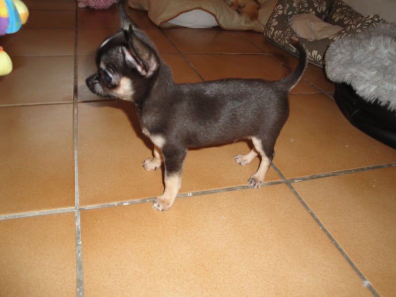 Publication : Des Etoiles D'Artemis