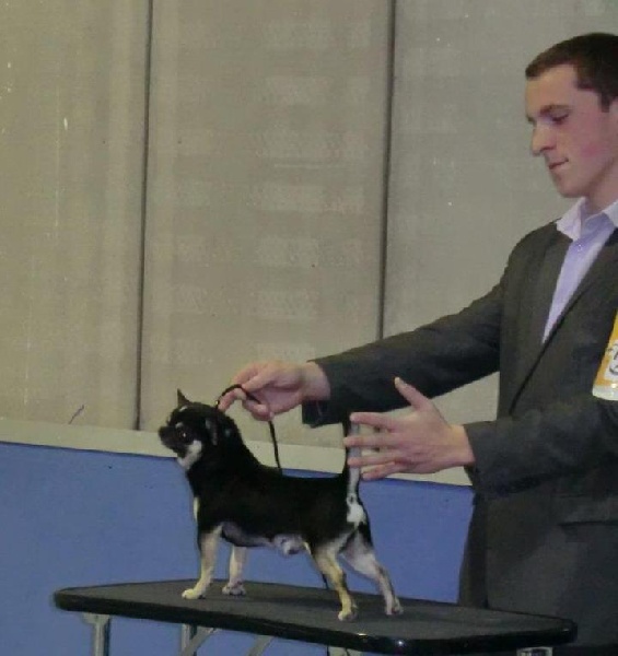 CH. bramerita Ace of spades **** - 2 EM EXCELLENT