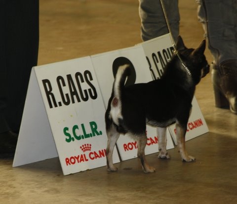 CH. bramerita Ace of spades **** - RCAC / RCACIB