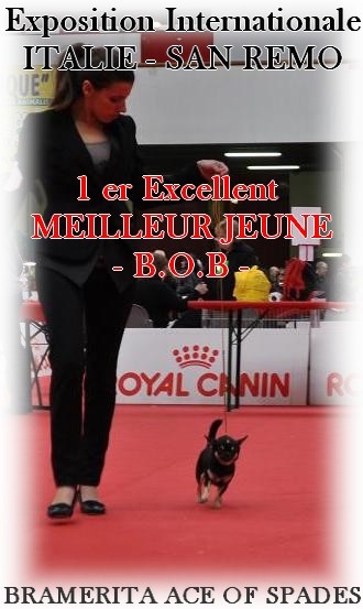 CH. bramerita Ace of spades **** - MEILLEUR JEUNE / 1er Excellent