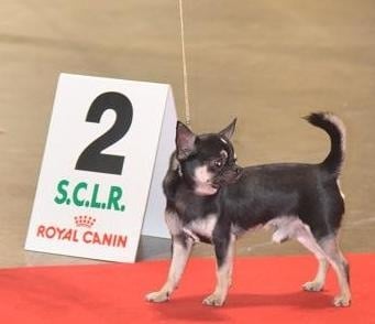 CH. bramerita Ace of spades **** - 2 em Excellent