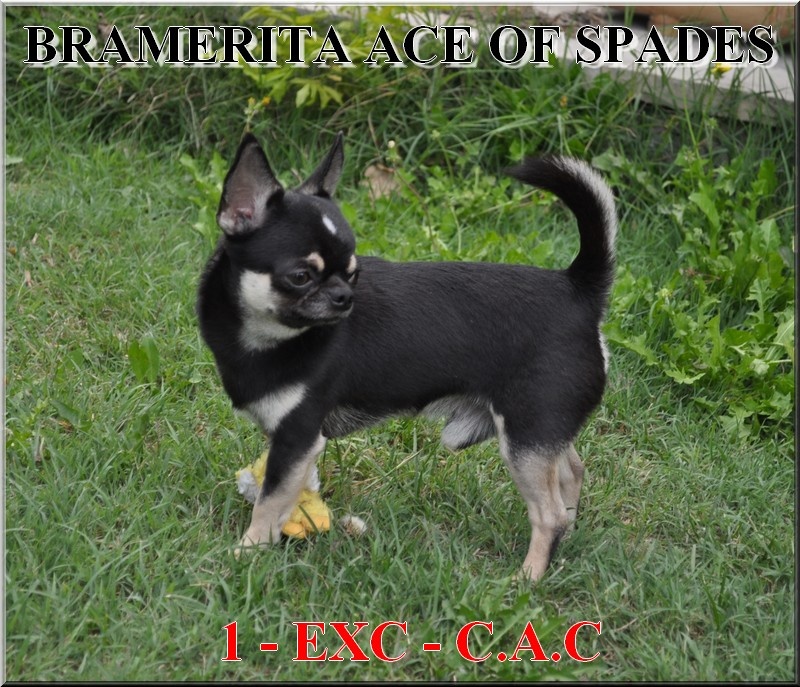 CH. bramerita Ace of spades **** - 1ER EXCELLENT - CACS