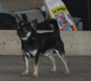 CH. bramerita Ace of spades **** - 1 er Excellent