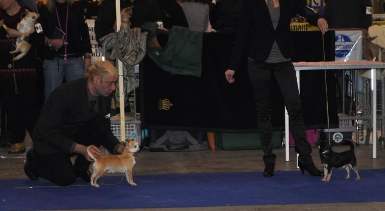 CH. bramerita Ace of spades **** - 2 em EXCELLENT (CI)