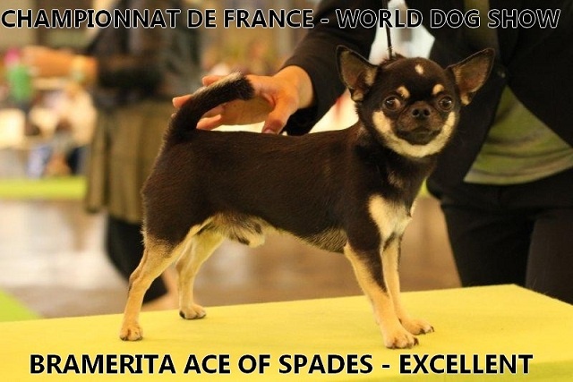 CH. bramerita Ace of spades **** - excellent