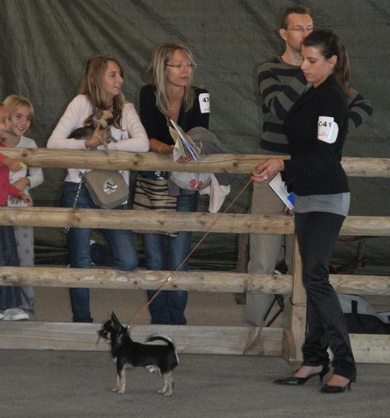 CH. bramerita Ace of spades **** - MEILLEUR JEUNE