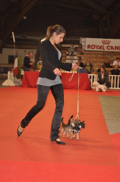 CH. bramerita Ace of spades **** - 2 em meilleur couple de l'exposition