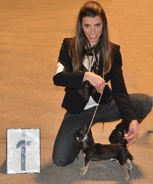 CH. bramerita Ace of spades **** - 1 er Excellent