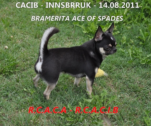 CH. bramerita Ace of spades **** - RCAC / RCACIB