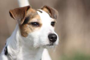 CH. Cosette Des roches du mettey - 135 pts Excellent