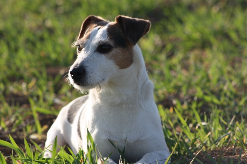 CH. Cosette Des roches du mettey - BON