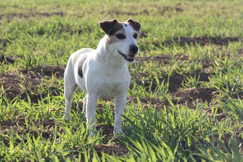 CH. Cosette Des roches du mettey - 110 Très bon