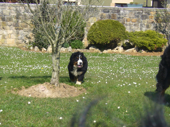 Publication : del Culebre