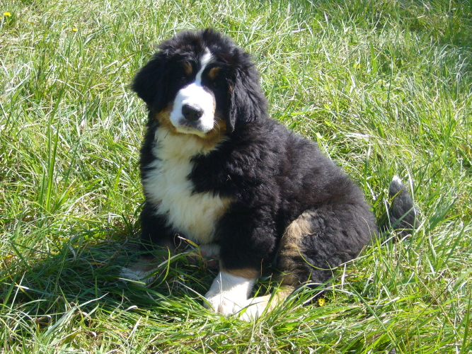 Publication : del Culebre