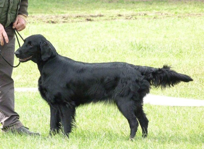 F'eden Du marais de la sangsurière - 1er EXC classe ouverte BOB 3em au BIS