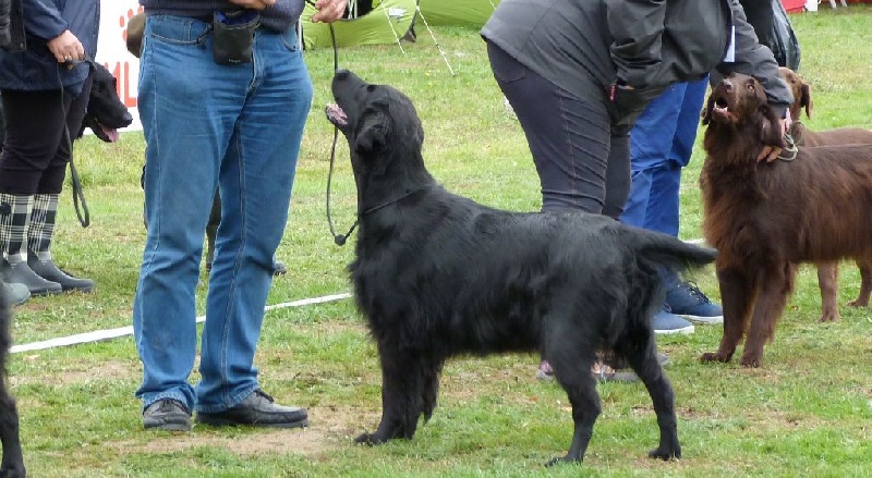 F'eden Du marais de la sangsurière - Très bon classe ouverte