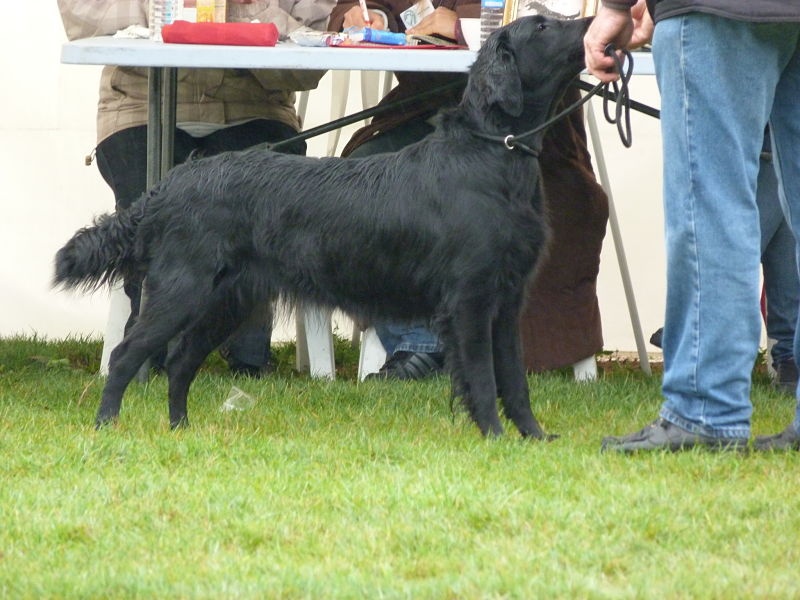 F'eden Du marais de la sangsurière - 2em Exc en classe ouverte et 2em de la finale des régionales