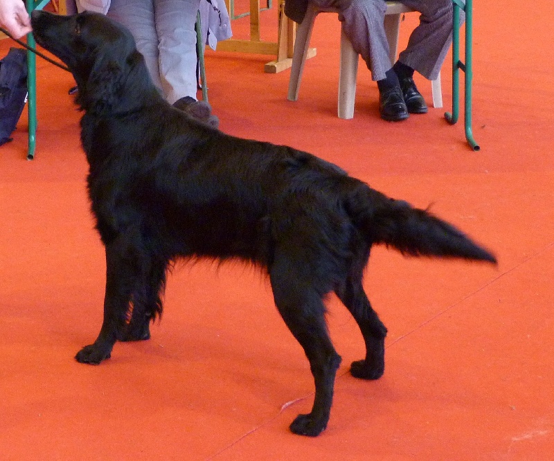 F'eden Du marais de la sangsurière - 1er Exc, CAC meilleur de race