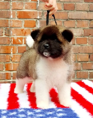 Les chiots de Akita americain