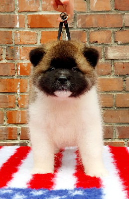 Les chiots de Akita americain