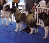 O j'adore Angels Of Paradise - N.C VERY PROMISING PUPPY CLASS FEMALE